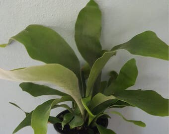 Staghorn Fern Beautiful live house plant in 4"pot