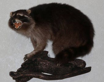 stuffed raccoon taxidermy