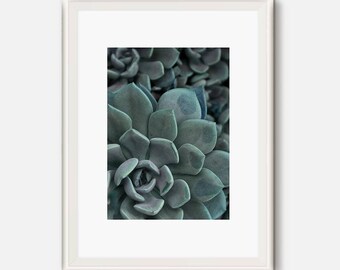 Succulent Art, small Succulent plants, Cactus Decor, Desert Printable, Modern Print, Plant photo, Plant Art, Cacti photography, Cacti print