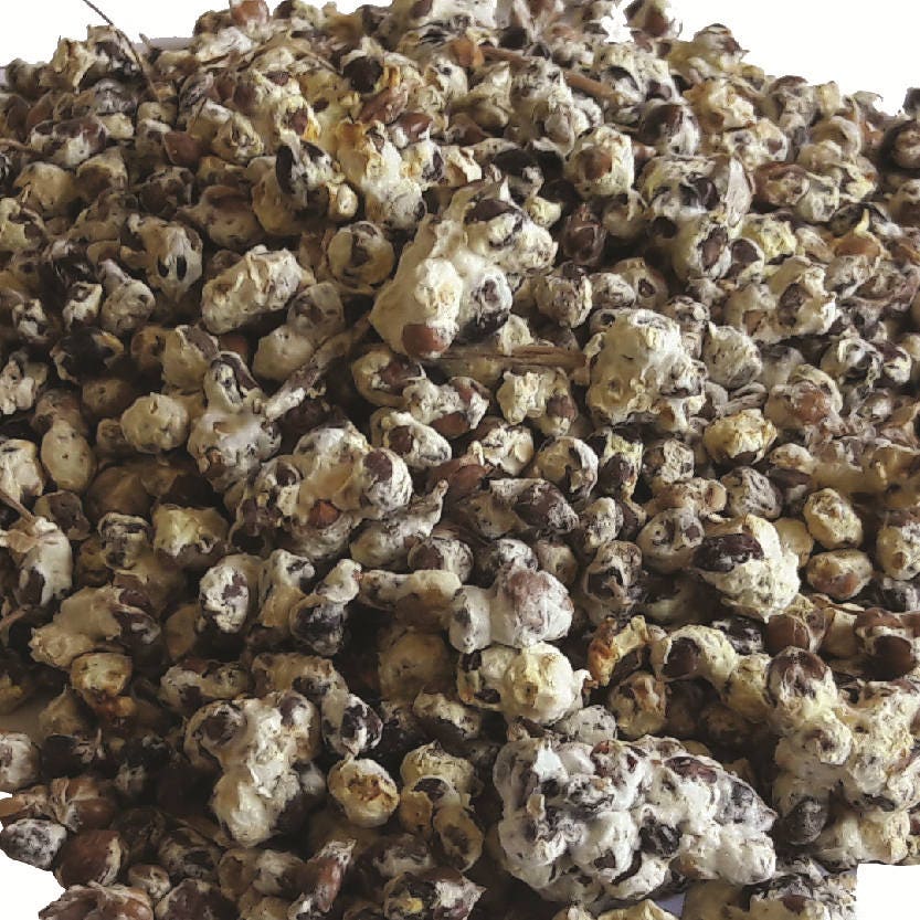 10 g Sterile Fresh SUMMER TRUFFLE SCORZONE Tuber aestivum Tartufi