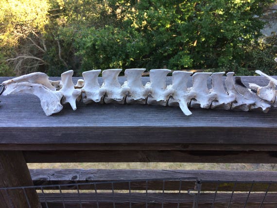 Real Complete Deer Spine Vertebrae Bones Craft Grade Nature