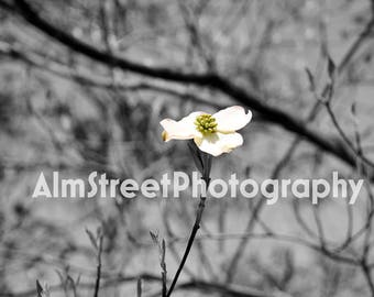 Outdoor Nude Naked Art In Nature Black And White And Green