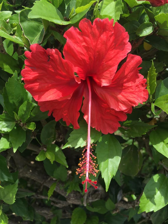 Native Jamaican flowers