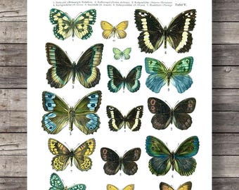 Antique 1800s Butterfly Science Chart Poster Art Print
Vintage Butterfly Chart