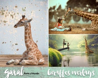 Giraffes Photoshop Overlays, 12 giraffes overlay, nature, animals, PNG files, photoshop overlay. african animals, giraffe