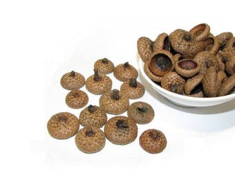 Natural acorn caps // acorn tops // oak acorn caps //Natural wood supplies, rustic decorations, felt acorns diy, ecofriendly decorations