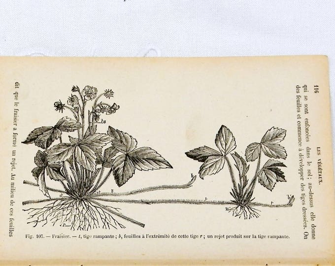 Antique Botanical Illustration from French School Book, Strawberry Plant Print from Botanical Book