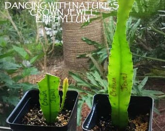 CROWN JEWEL Epiphyllum Cactus Starters