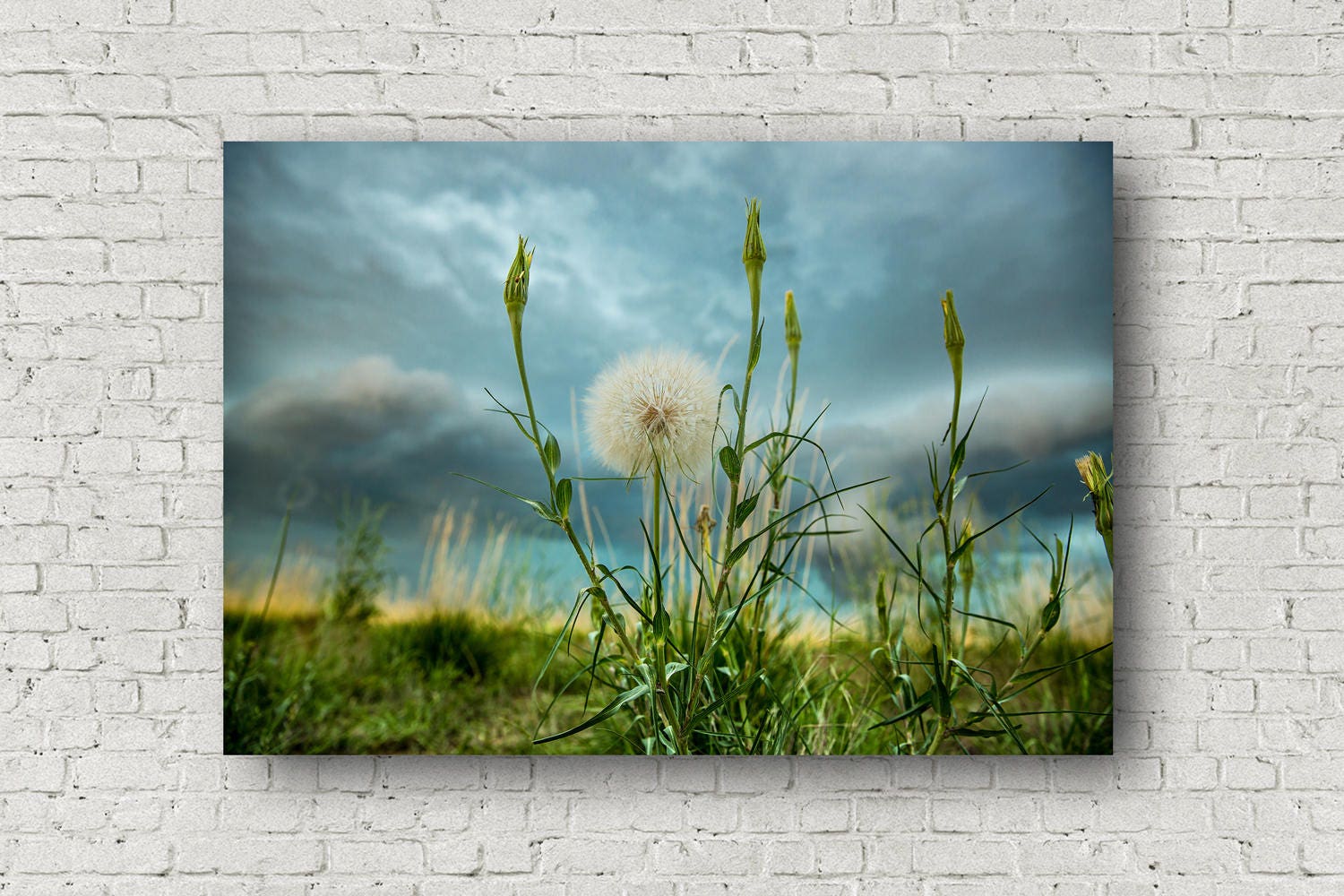 Dandelion Canvas Wall Art Decor Botanical