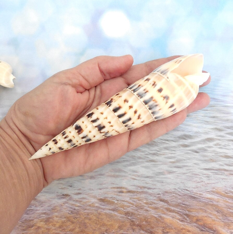 Auger Seashells (9) Bulk Auger Shells Specimen Shells Aquarium Shells Terebra Maculata