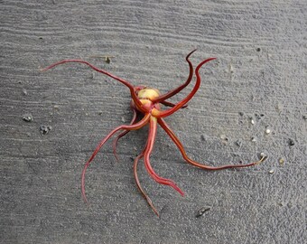 Tillandsia Bulbosa Air Plant (No soil needed!)