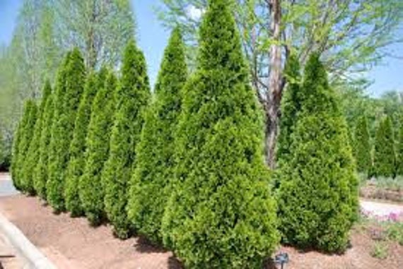 3 Emerald Green Arborvitae in 2.5 inch pots one plant per