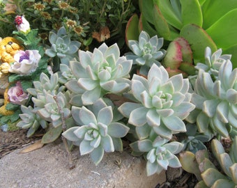 Succulents Cuttings Succulent Graptopetalums Ghost Ghosty Five