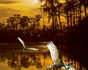 Two Egrets in the Okeefenokee