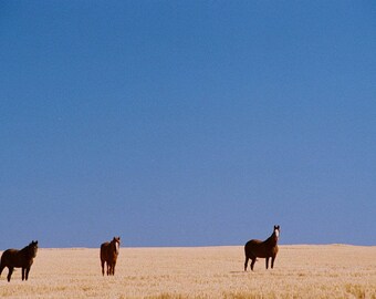 Horses in the High Lonesome series