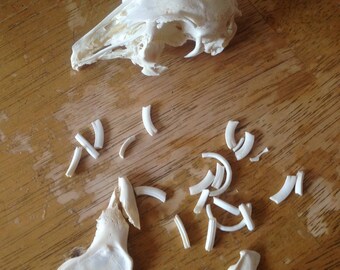 rabbit skull