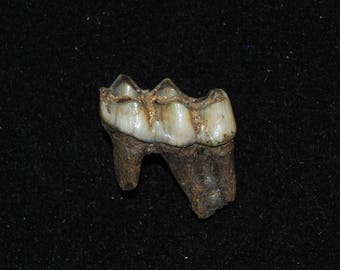 Fossilized Fully Rooted Deer Tooth - Pleistocene 10,000 - 1.8 million Years