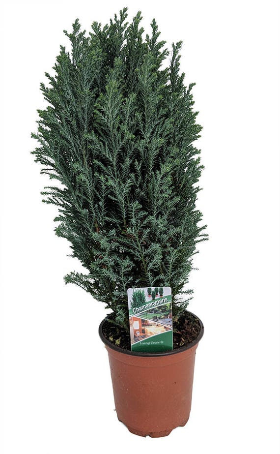 blue european cypress christmas tree chamaecyparis blue european cypress christmas tree chamaecyparis