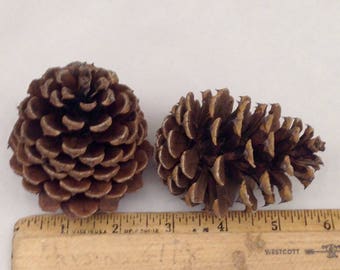 Pitch Pinecones 2-2 1/2 inches 15 Each