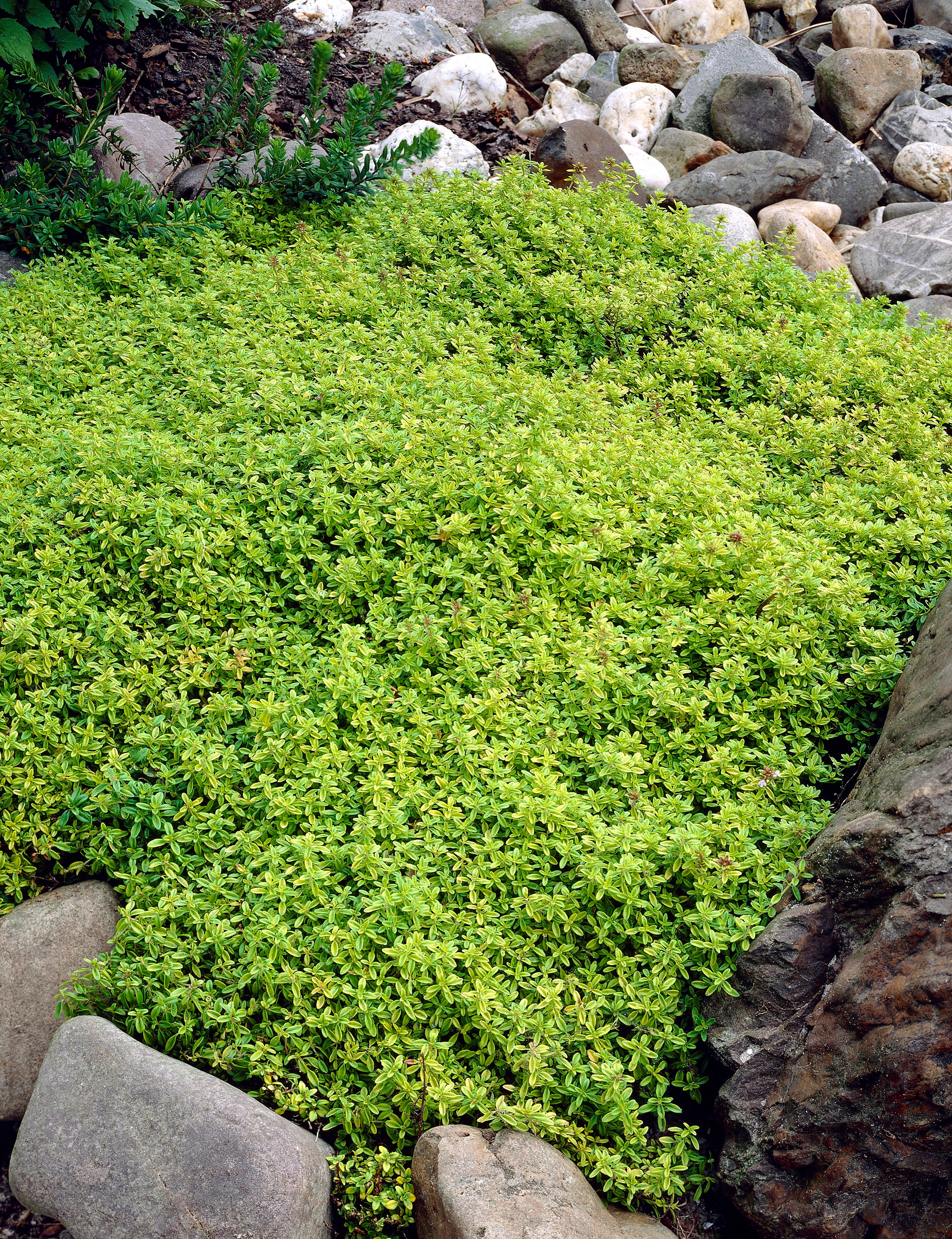 best thyme for ground cover