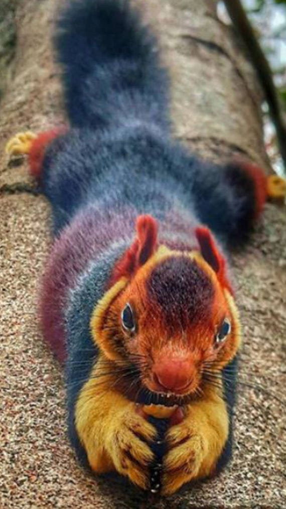 shipit squirrel shipit squirrel