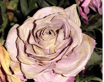 Purple rose frozen in time, download
