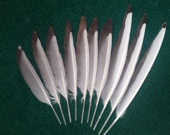 Black-headed gull (Chroicocephalus ridibundus) naturally molt feathers. Cruelty free