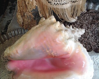 Large, pearlised conch shell