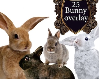 ON SALE SALE Bunny overlay Easter Overlays Rabbit Sweet Bunnies Transparent Png Photoshop backdrop