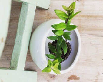 Beautiful! Lipstick Ruby Plug (1)