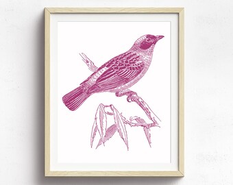 Bird Decor, Bird Wall Art, Nature Print, Vintage Bird Art, Nature Illustration