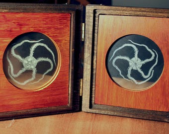 Brittle Star Daguerreotypes