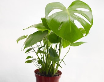 Split Leaf Philodendron, Swiss Cheese Plant, Monstera Deliciosa, Monstera Plant, House Plant, Apartment Decor, Cheese Plant, Indoor Plants