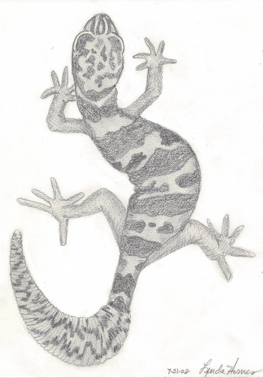 Gecko