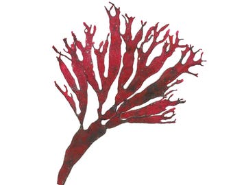 Red seaweed | Etsy