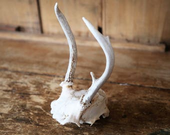 Real Deer Antlers and Skull