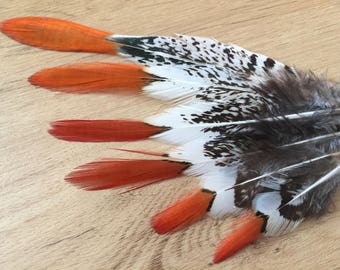 Lady Amherst Pheasant - tail train feathers from the male - lovely unique rare extraordinary white and copper beautiful feathers