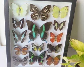 Luxury Set Big Rare Real Mix 14 Butterfly Specimen Swallowtail Papilio Blumei Butterflies Framed Glass Taxidermy Insect Wall Decor Gift