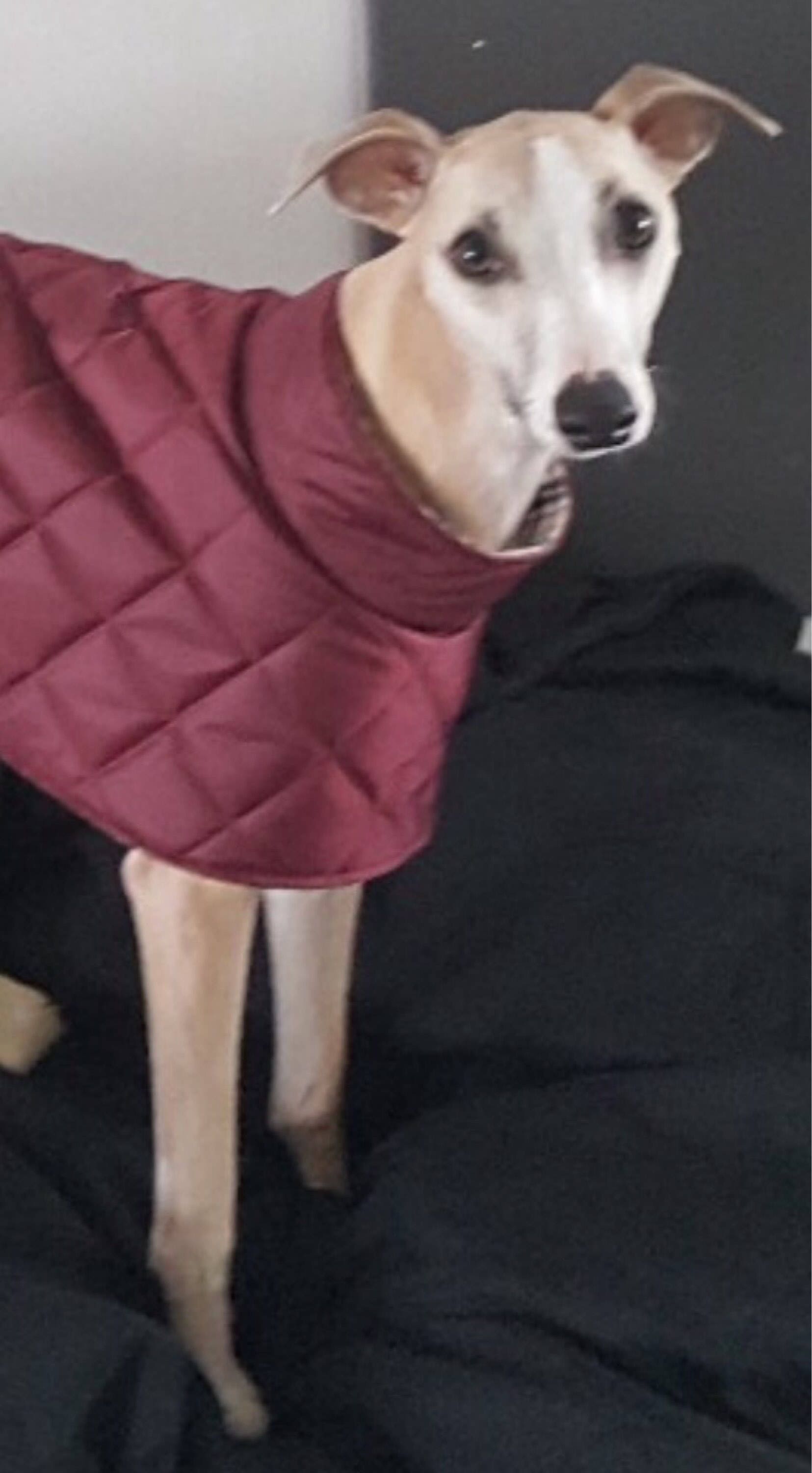 whippet coats waterproof and fleece lined.