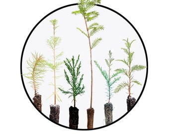 Instant bonsai collection: redwoods of the world bundle, tree seedlings