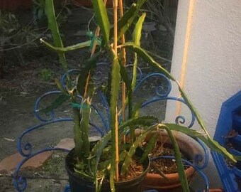 American Beauty Dragon Fruit Cuttings! Epiphyllum