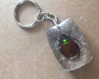 Taxidermic Real Asian Insect (Anomala grandis) Green Chafer Entomology Bug Key Ring