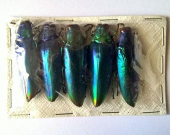 UNMOUNTED 5 x Chrysocroa Fuminans Fuminans Blue - Taxidermy - Ready to spread