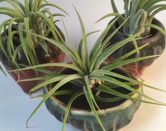 Ceramic Air Plant Holder with Free air plant; pottery planter