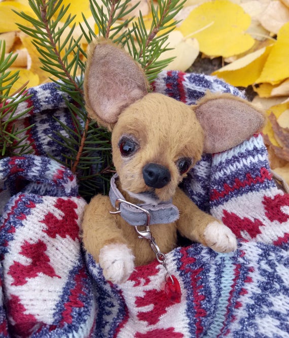 chihuahua teddy