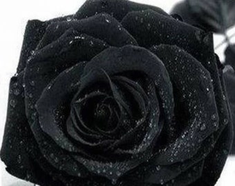 Black rose seeds | Etsy