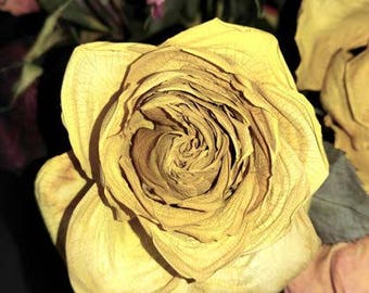 Yellow rose frozen in time, download