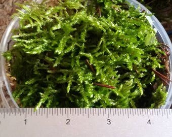 living moss terrarium decor home plant moss floral arrangement wedding supplies floral terrarium diy kit plant crafts green natural TS2