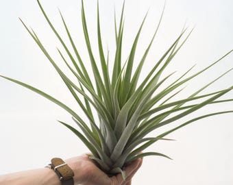 LARGE Air Plant Jalisco Monticola Tillandsia, Hanging Air Plant Holder, Rare Air Plants, Succulent, Hanging Plant, Indoor Plants House Plant
