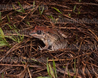 Long-faced whistling toadlet (Leptodactylus longirostris)